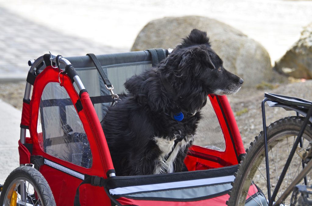 Hundefahrradanhänger Test 2021 unsere Empfehlungen im