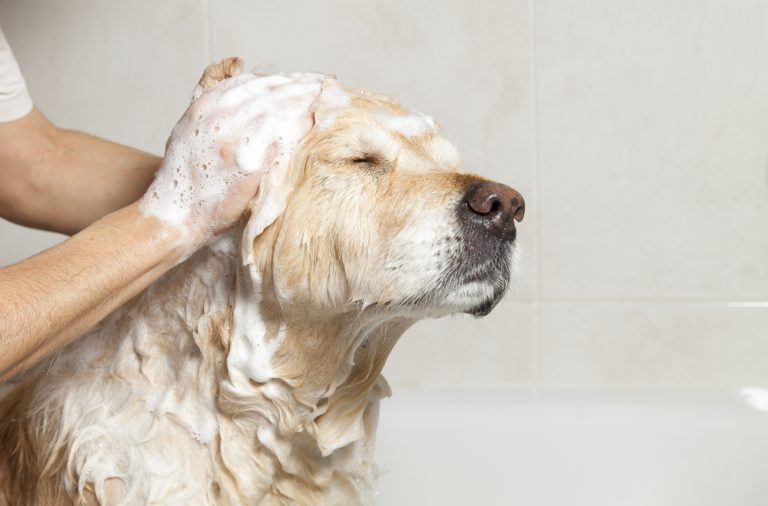Hundeshampoo Test 2021 » die Empfehlungen im Vergleich TOP 🥇